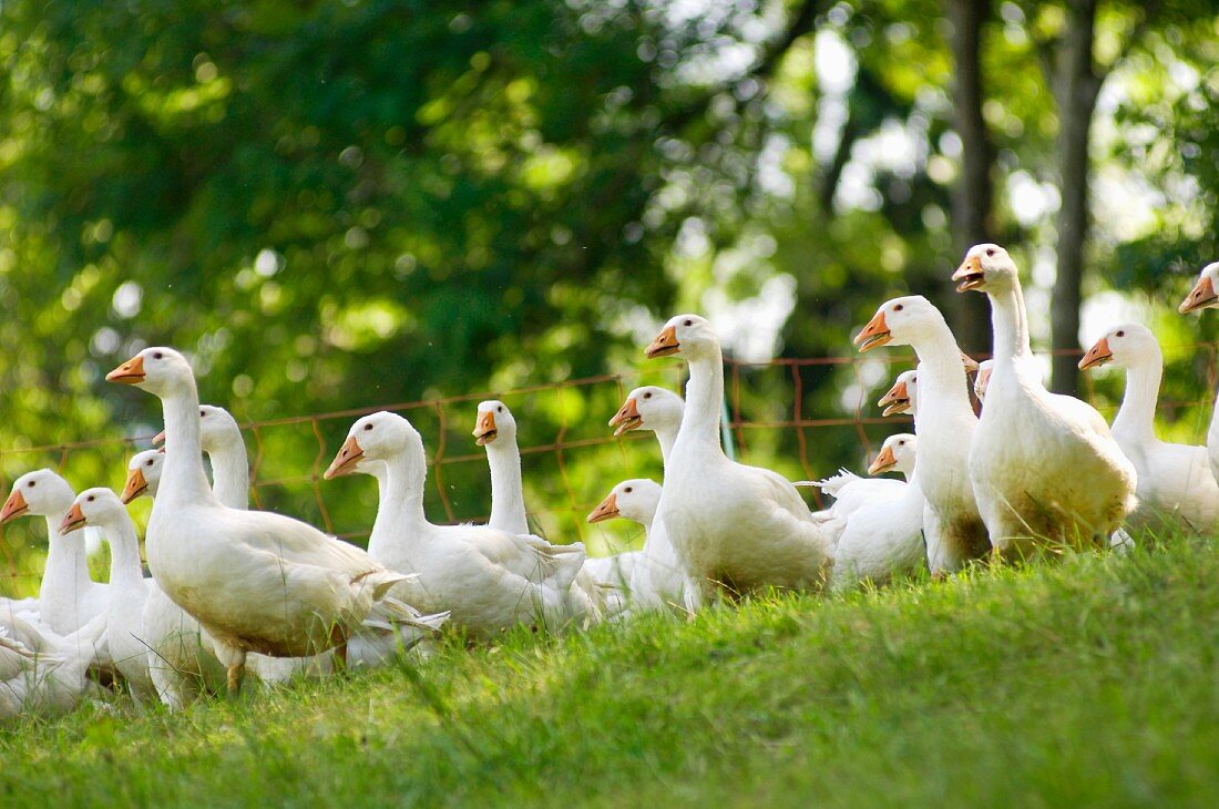 Organic Schlierbach geese in a meadow (Upper Austria)