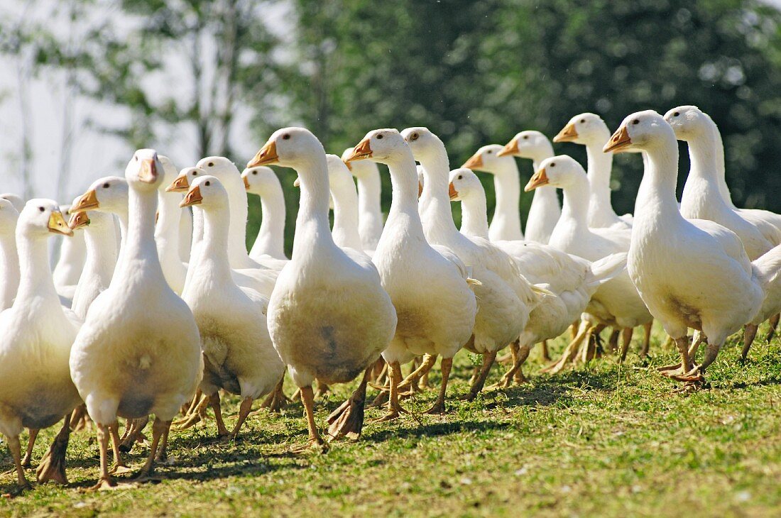 Free range geese on a mountain farm in Upper Austria