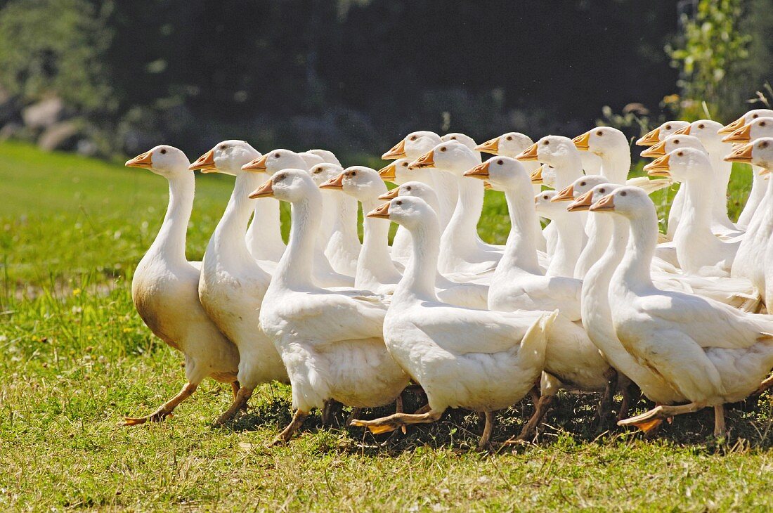 Freilaufende Gänse auf einem Bergbauernhof in Oberösterreich