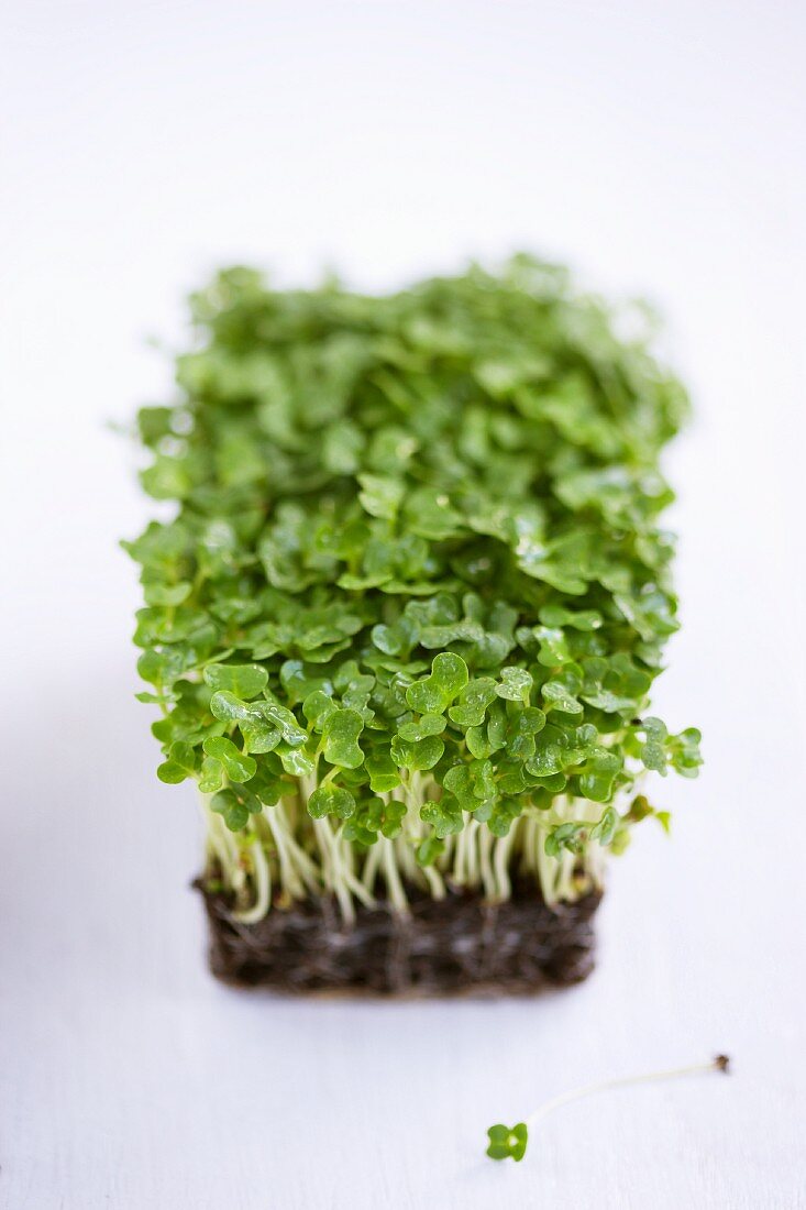 Fresh cress and roots