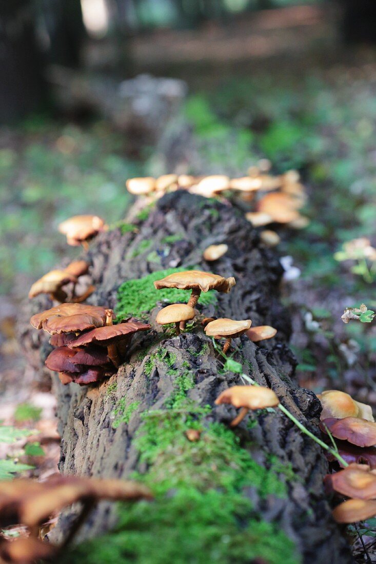 Baumstamm mit Pilzen im Wald