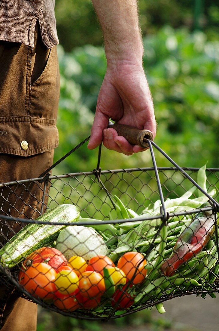 A man carrying freshly harvested vegetables in a wire basket from a garden