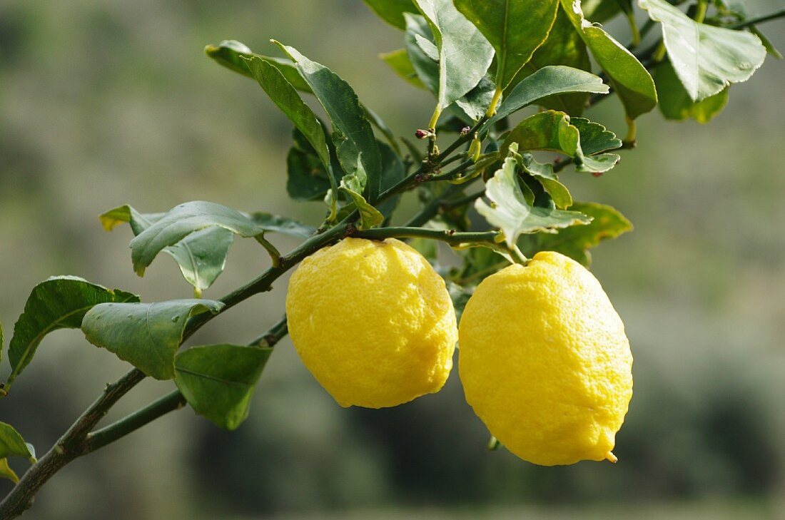 Lemons on the branch