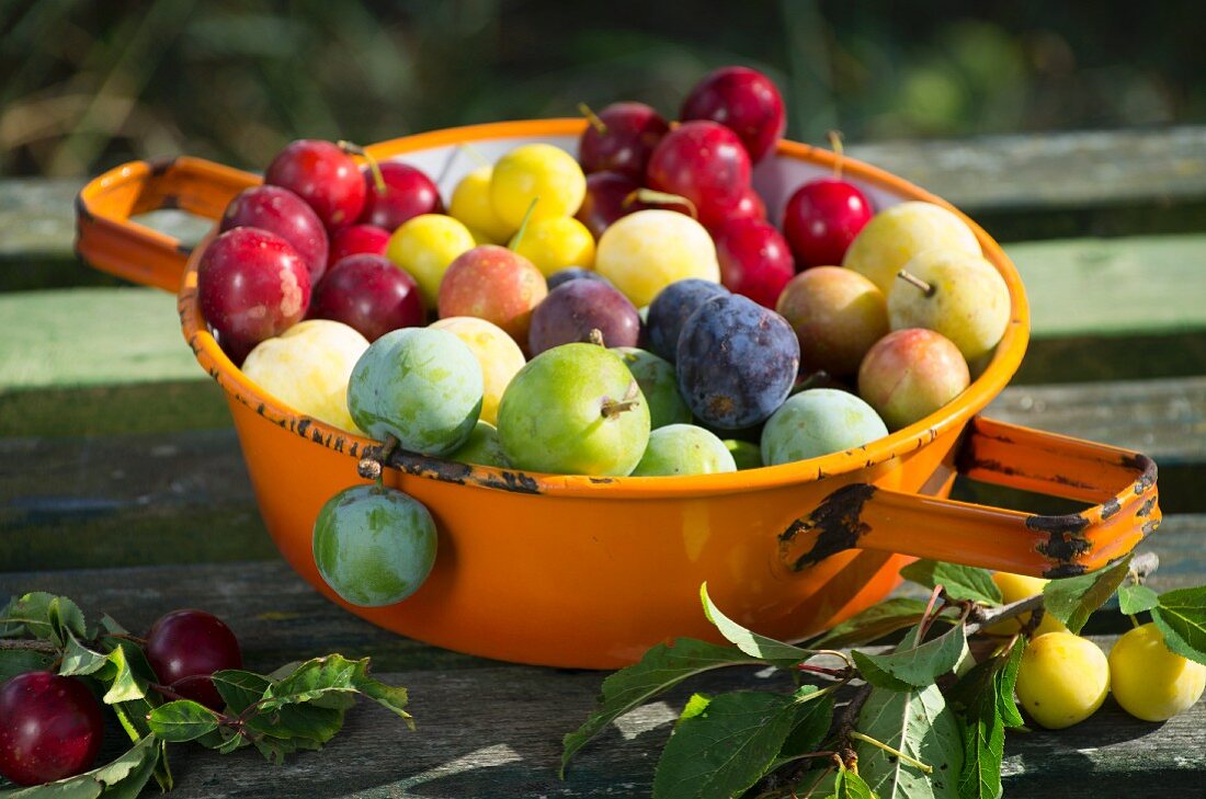 Various different types of plums in an enamel sieve on a wooden surface