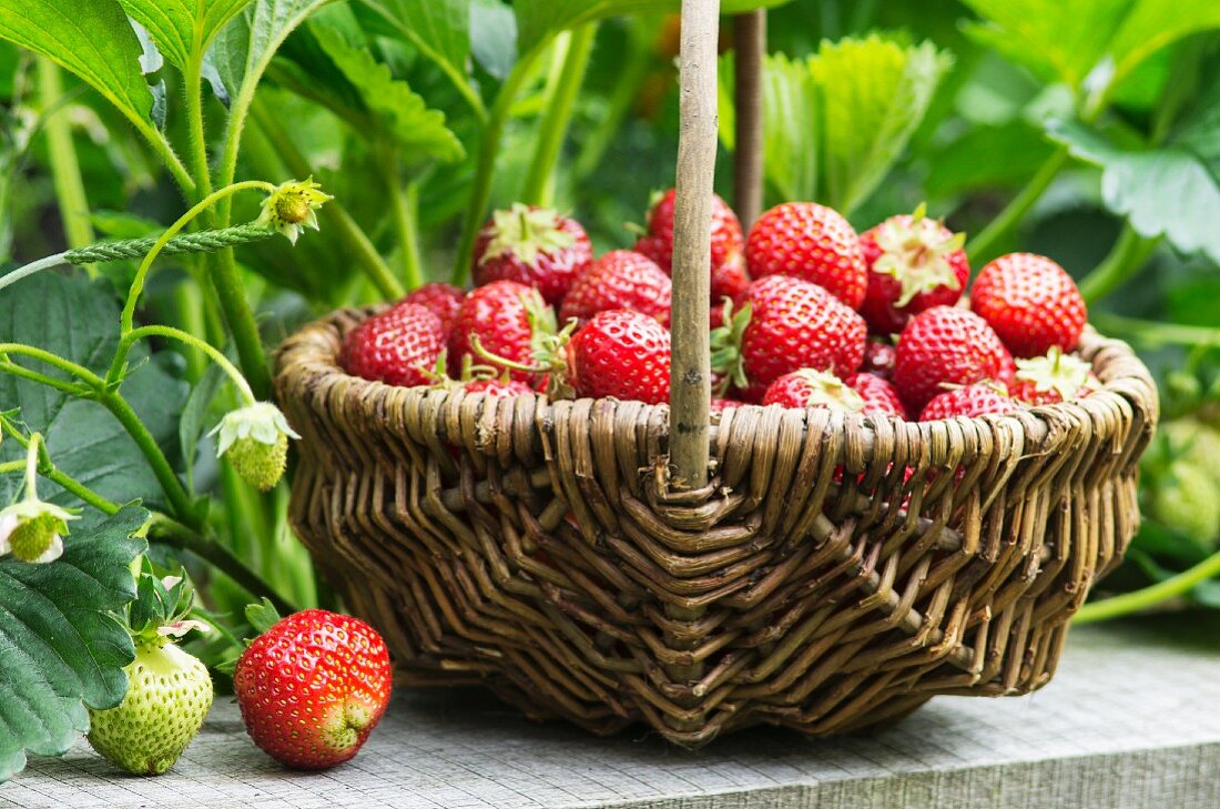 A small wicker basket of freshly harvested strawberries in a garden