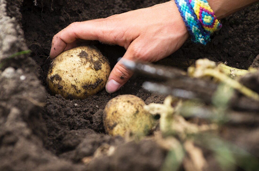 Potatoes being harvested (a hand picking a potato from the ground)