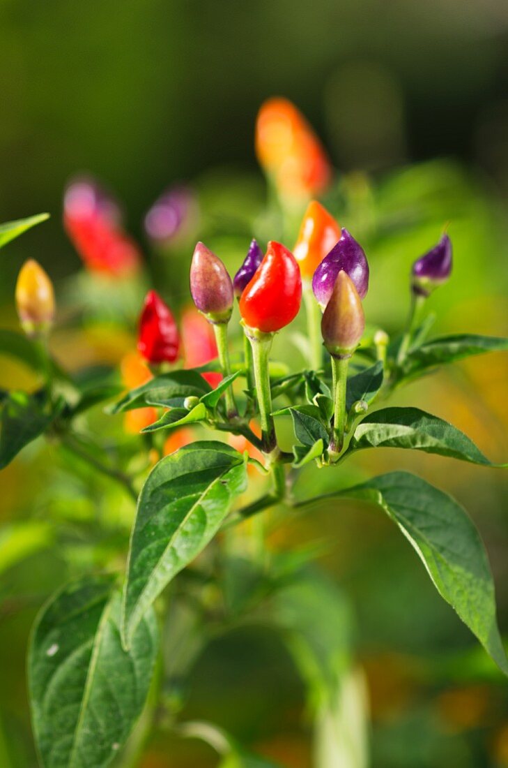 Colourful rainbow chillis in a garden on a plant