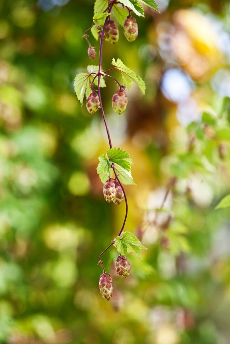 Hopfen an der Pflanze (Close Up)