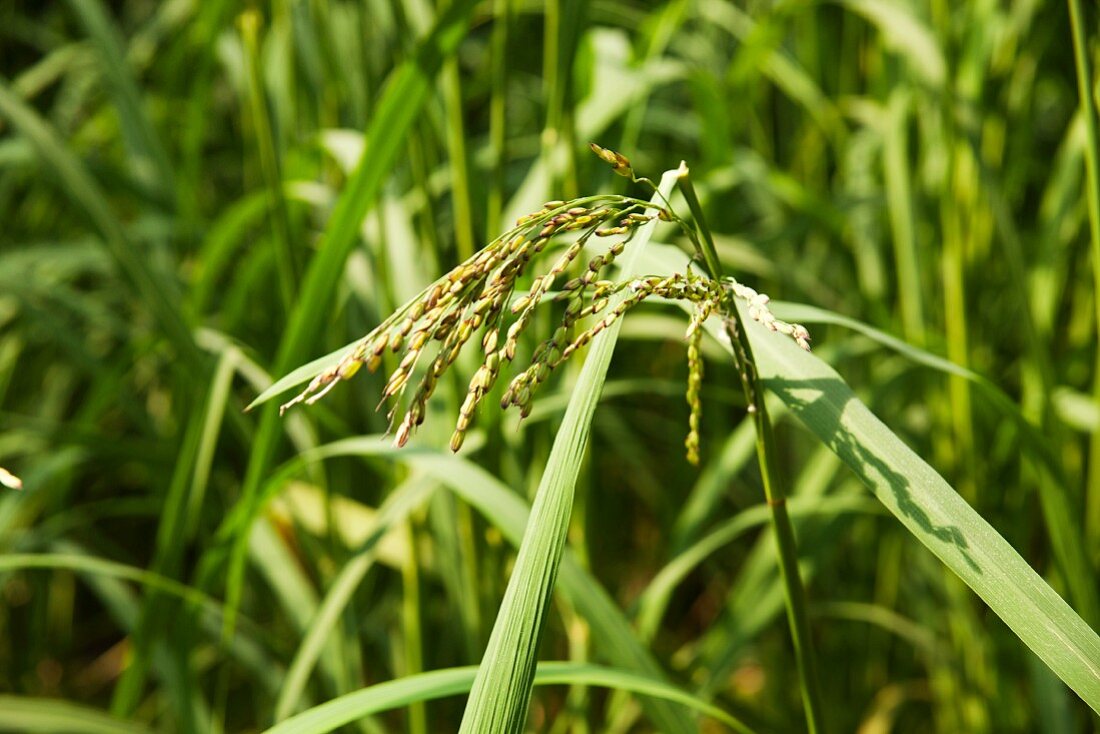 Rice just before harvesting
