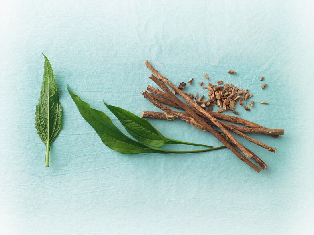 Fresh echinacea leaves and liquorice roots