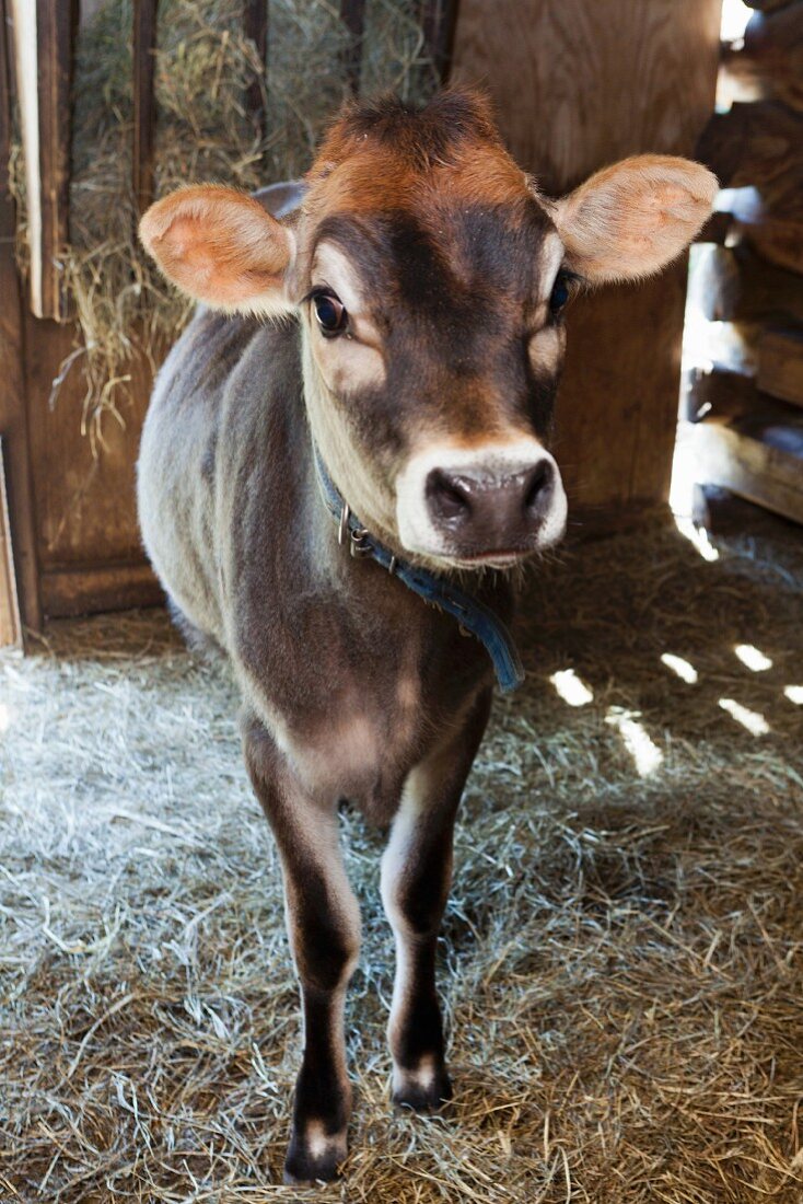 A dairy calf in a barn