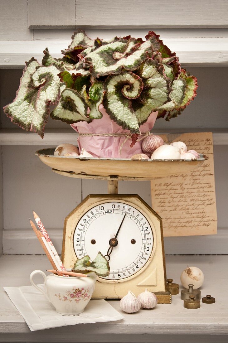 Potted Begonia 'Rex princess' wrapped in pink paper on vintage kitchen scale
