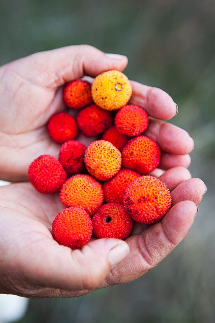 Hands holding arbutus - strawberry tree fruit
