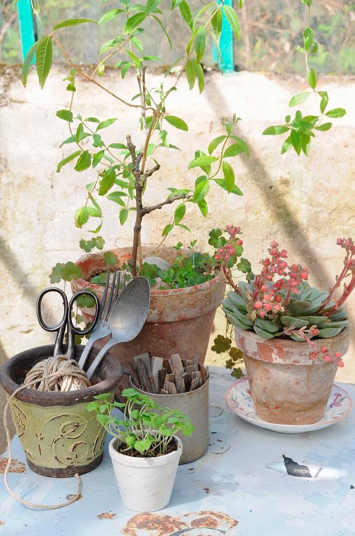 Vintage utensils and plants (lemon verbena, echeveria, basil seedlings) in terracotta pots