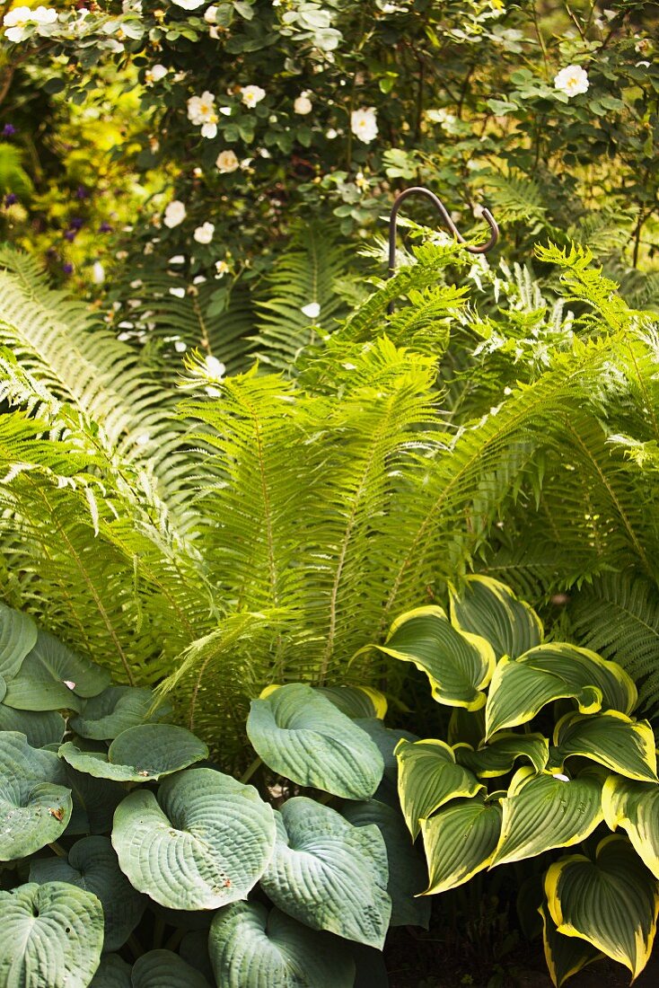 Ferns and various hostas in garden