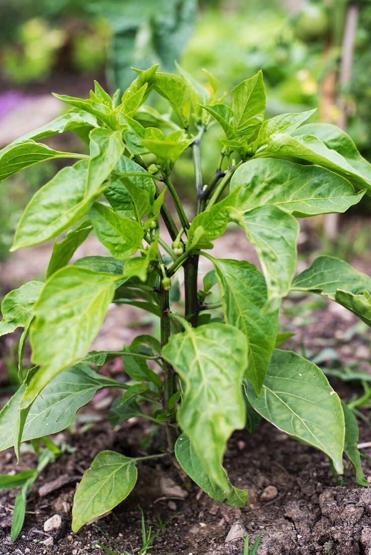 A pepper plant growing in a vegetable patch