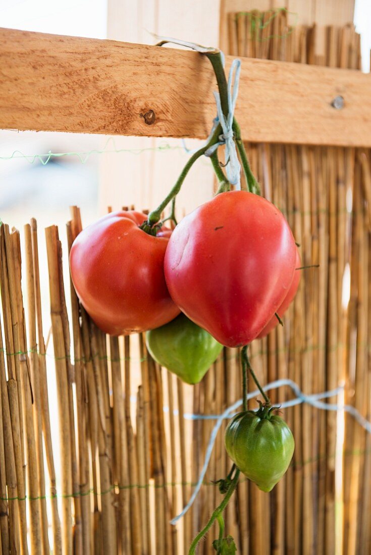 Aufgebundene Tomaten an einer Holzlatte
