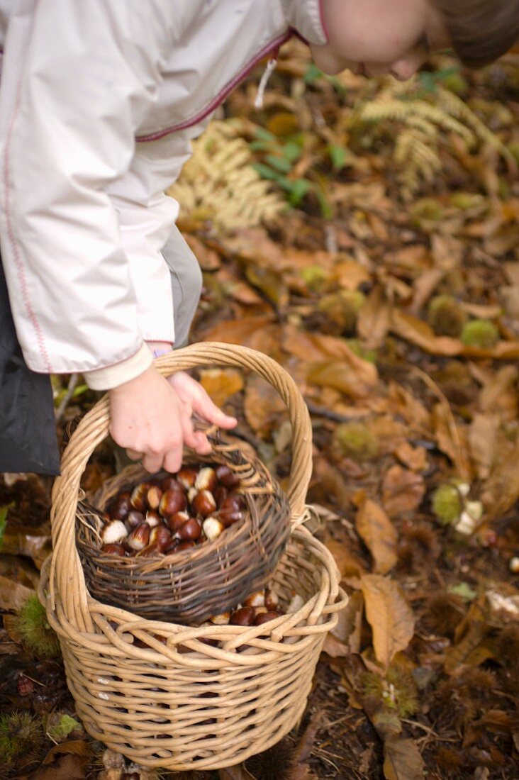 Mädchen sammelt Kastanien im Wald