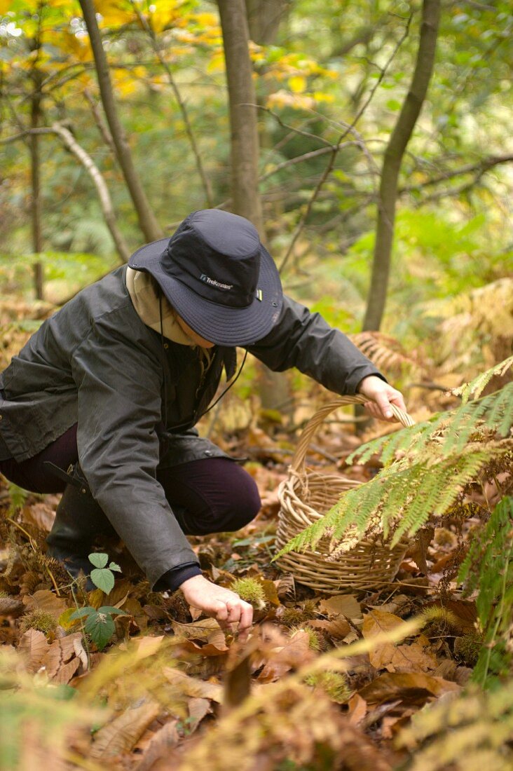 A woman collecting chestnuts in a forest