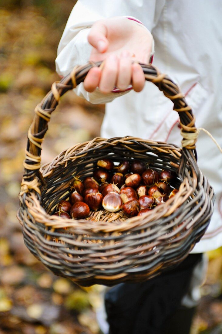 A girl in a forest holding a basket of edible chestnuts