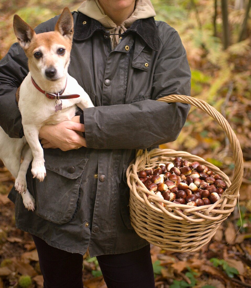 Frau mit Hund und einem Korb Esskastanien im Wald