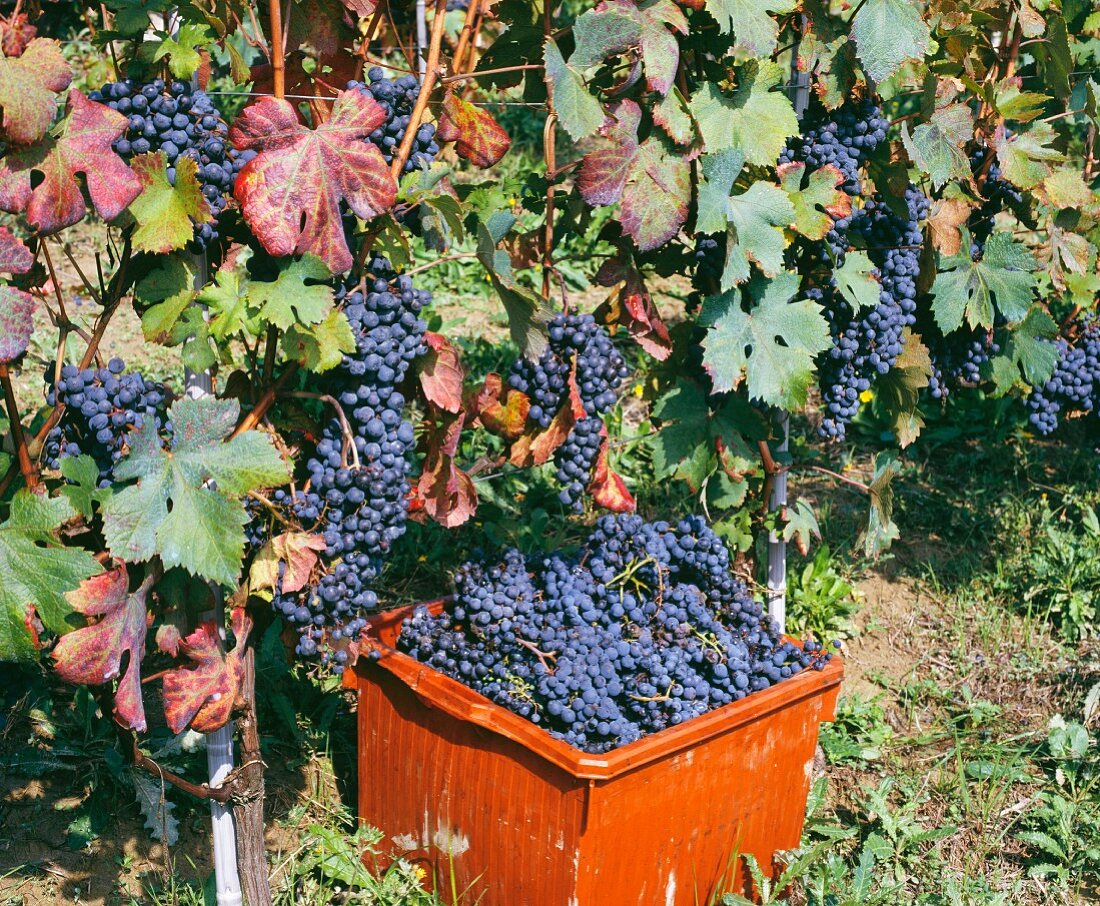 Weinlese von Dolcetto-Trauben im Weinberg von Poderi Marcarini, La Morra, Piemont, Italien