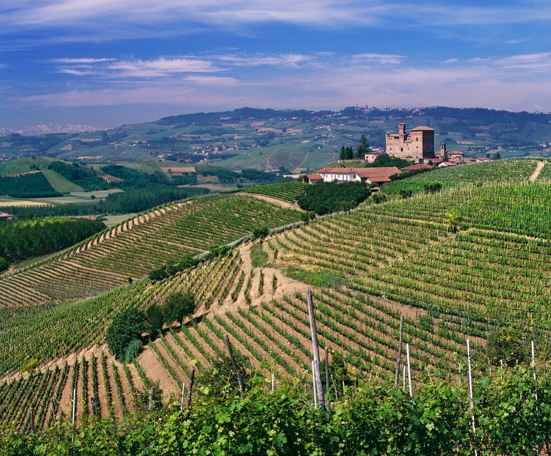 Castello di Grinzane und ein Teil des Carzello Weinbergs von Giordano, Grinzane Cavour, Piemont, Italien