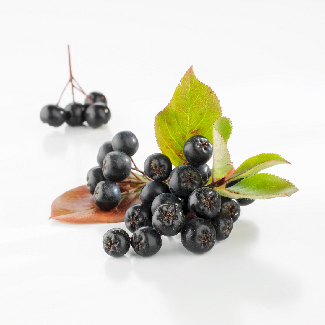Fresh aronia berries with leaves