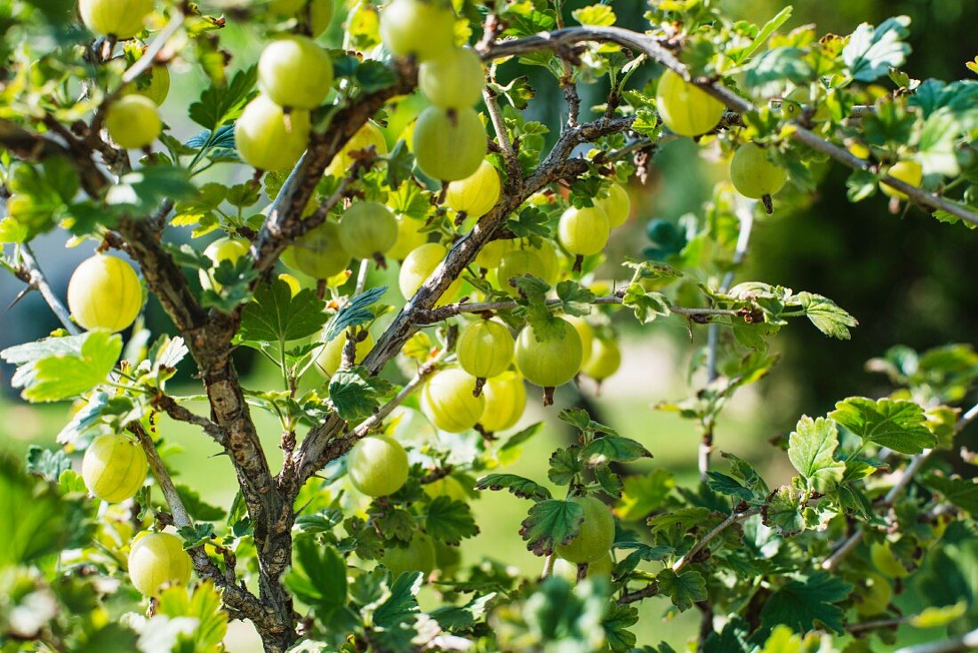 Gooseberries on the bush