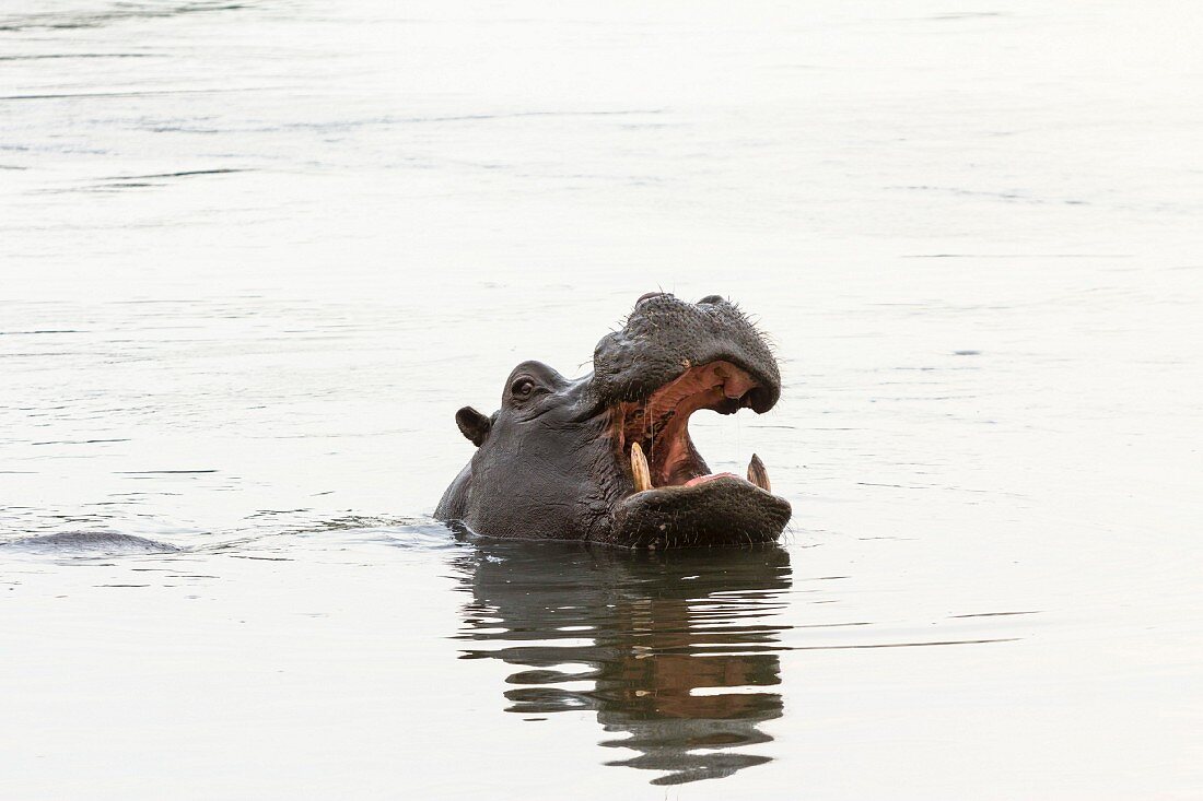 Hippo im Kwando Fluss, Mahango Nationalpark, Caprivi, Namibia