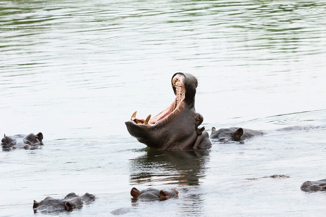 Brüllender Hippo im Kwando Fluss, Mahango Nationalpark, Caprivi, Namibia