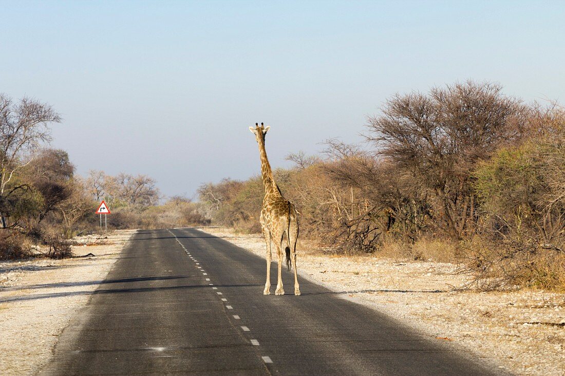 Giraffe auf der Strasse, Etosha Nationalpark, Namibia