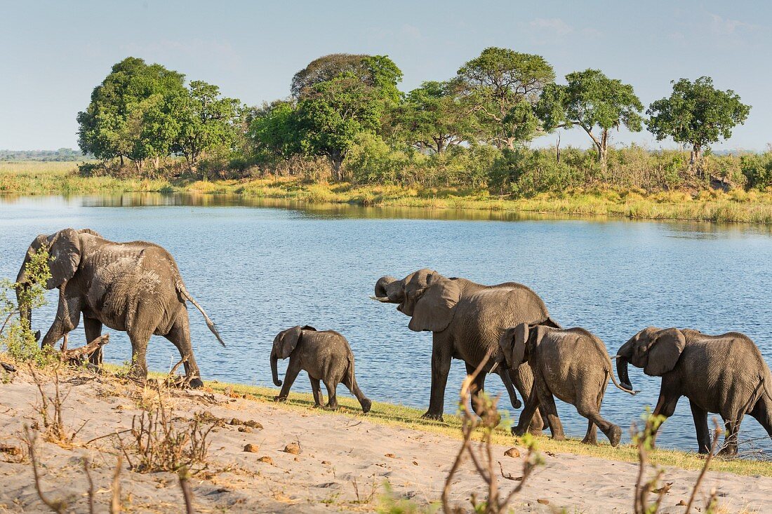 A herd of elephants at Horseshoe Bent, Bwabwata National Park, Caprivi, Namibia
