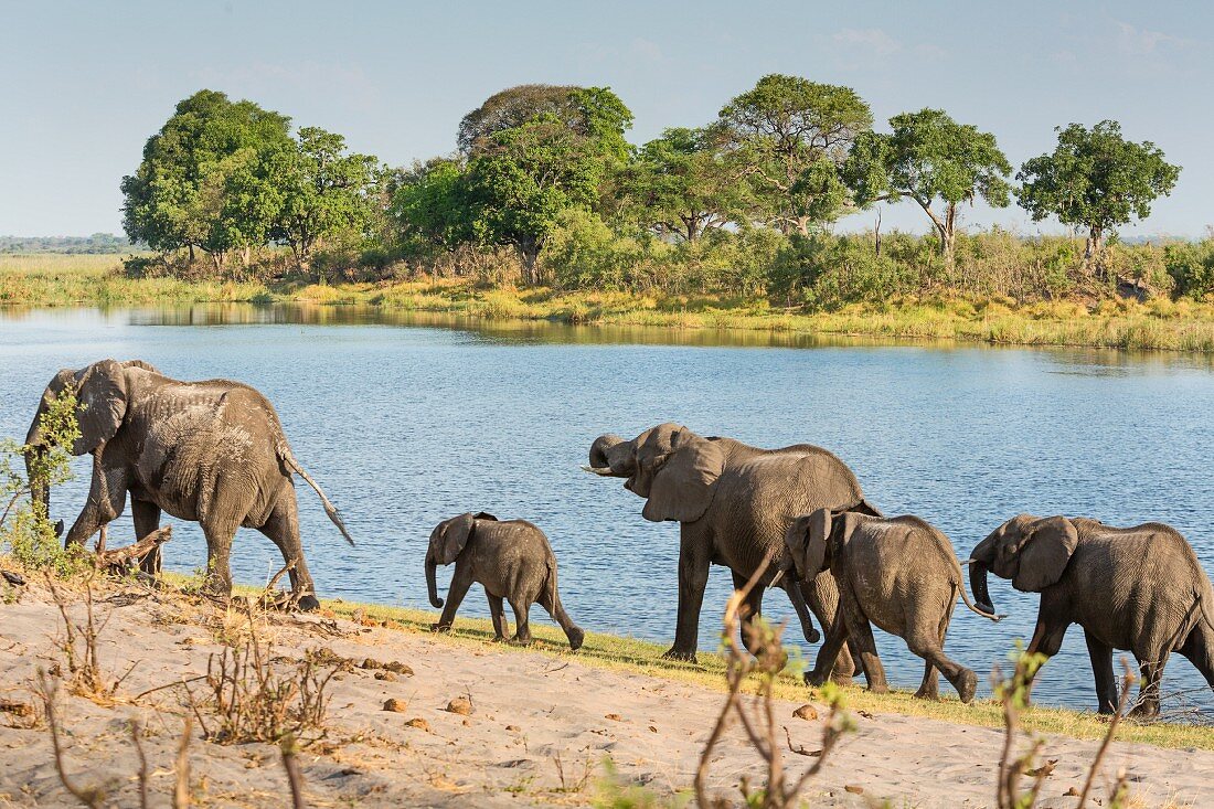 Elefantenherde am Horseshoe Bent im Bwabwata Nationalpark, Caprivi, Namibia