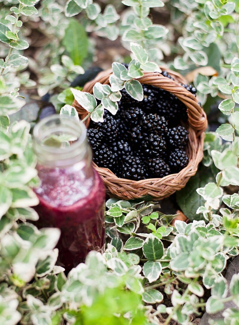 A blackberry smoothie and a basket of fresh blackberries