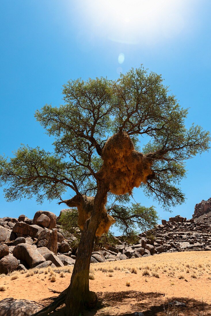 Webervogelnest in Akazienbaum, NamibRand Privatreservat, Namibia