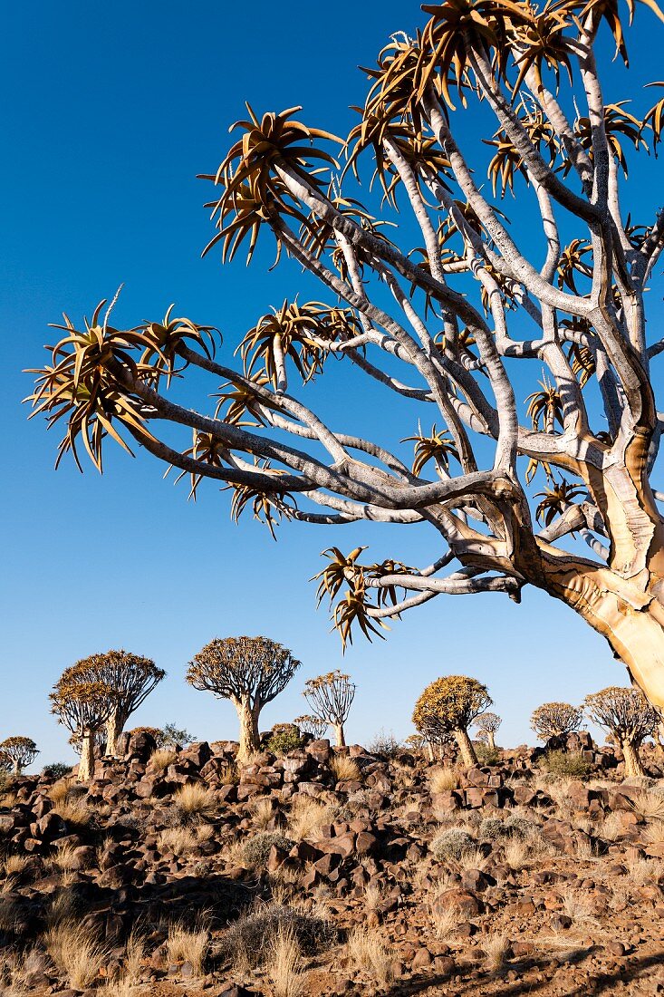 A quiver tree forest near Keetmanshoop, Namibia