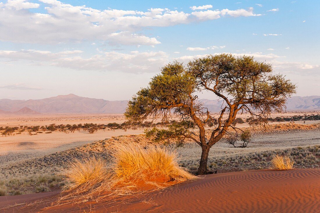 Einsamer Baum in der kargen Namib-Wüste, Namibia