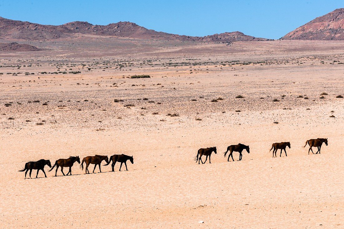 Wüstenpferde ziehen durch die karge Wüstenlandschaft bei Aus, Namibia