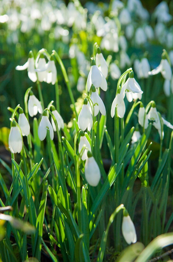 Schneeglöckchen im Sonnenlicht