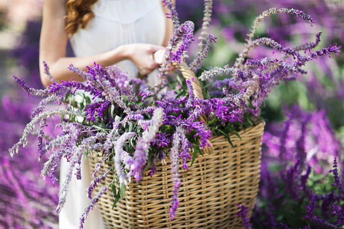 Cropped shot of young woman in garden carrying basket of purple flowers