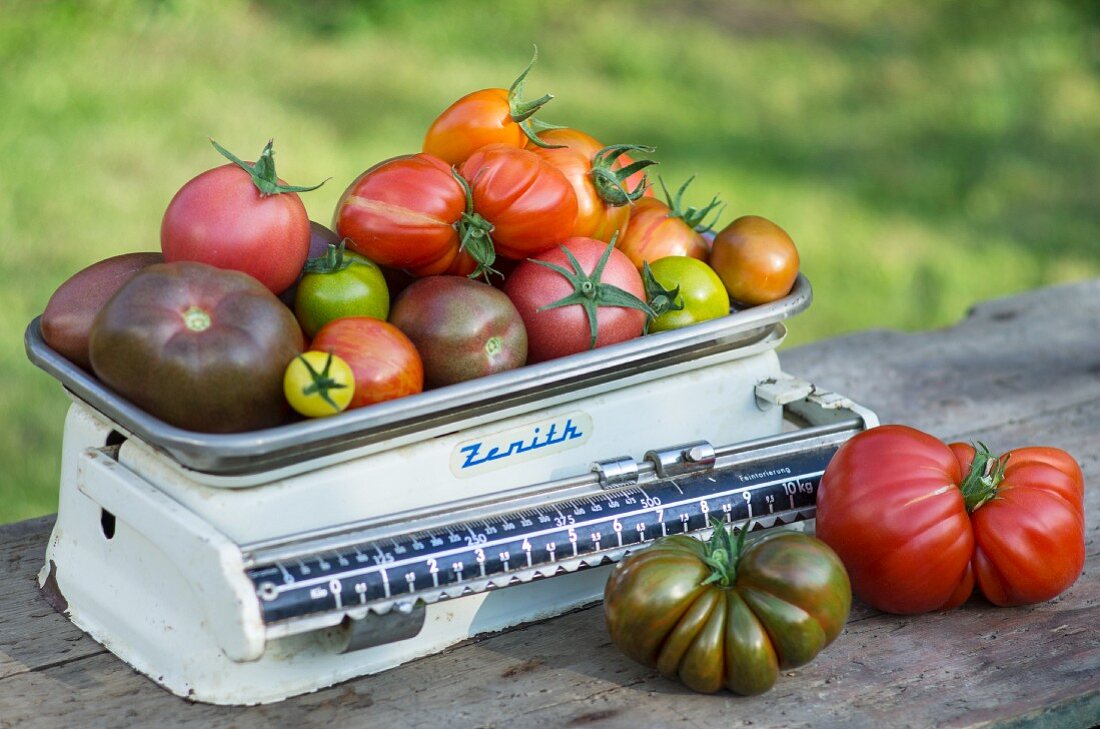 Various types of colourful, different shaped tomatoes on an historic pair of kitchen scales in a garden