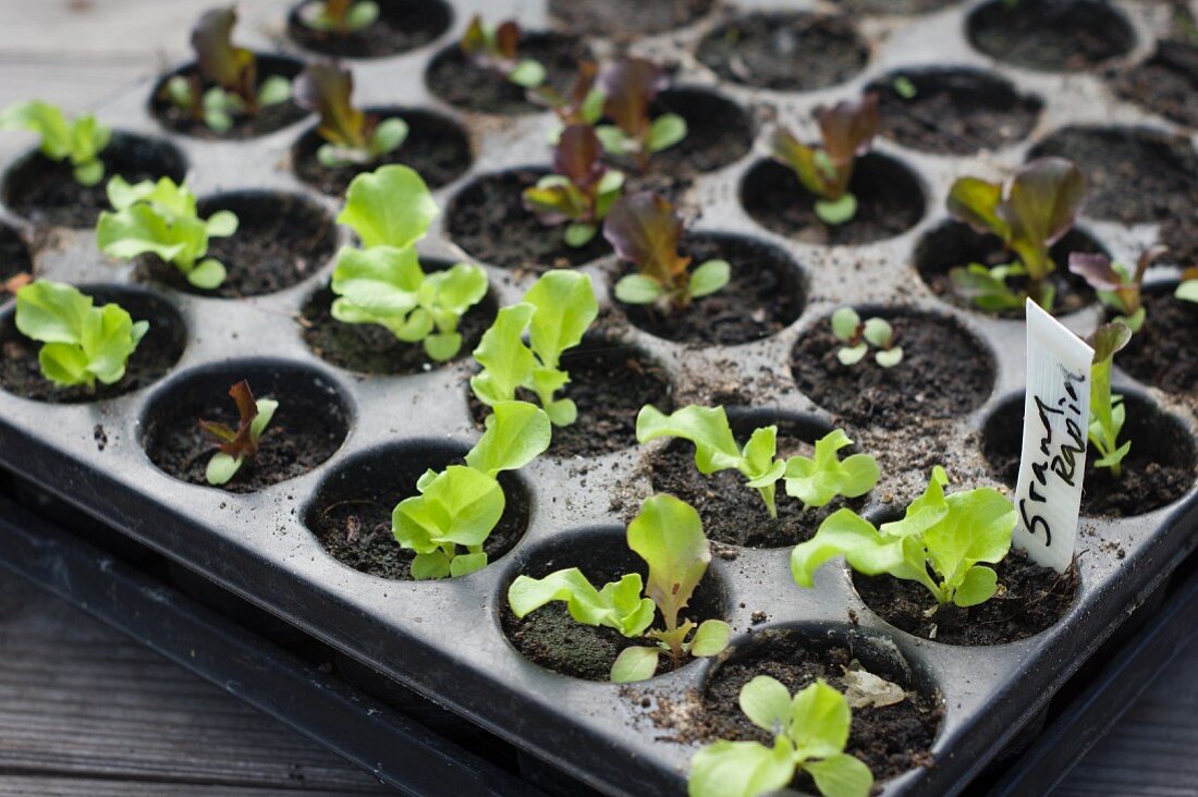 Two types of young lettuces, red and green, in a seedling tray