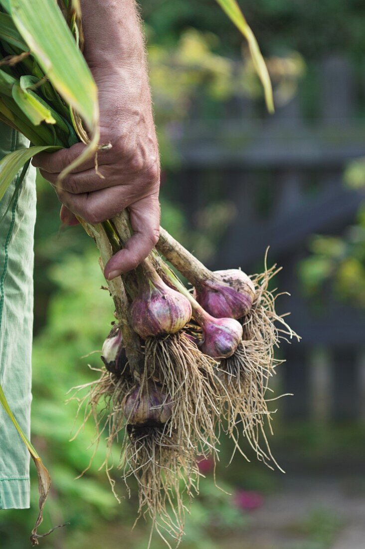 Mann trägt einen Bund frisch geernteten Knoblauch in seiner Hand aus dem Garten