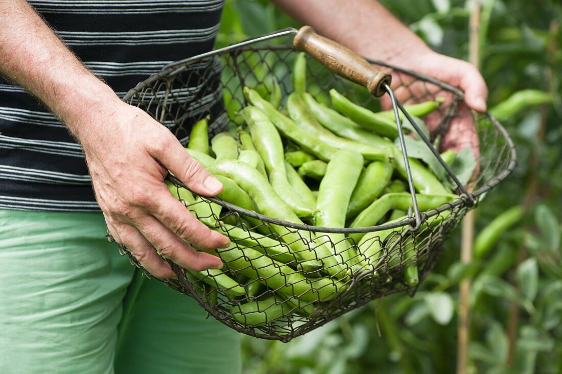 Mann zeigt einen Korb mit frisch geernteten Dicken Bohnen im Garten