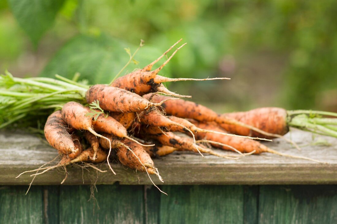 Freshly harvested carrots on a wooden shelf in a garden