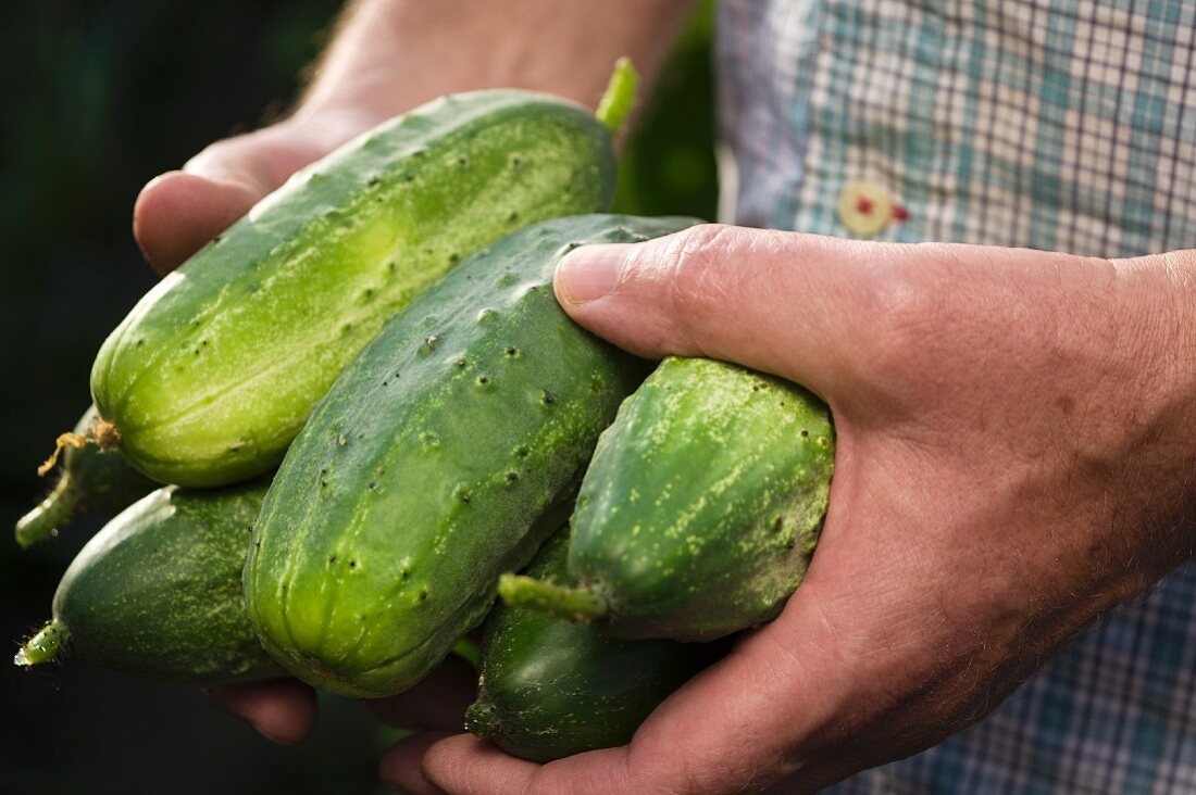 A man in a garden holding freshly harvested pickling cucumbers