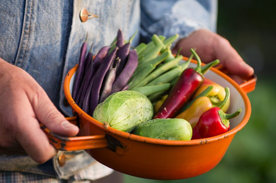 Männerhände halten ein Sieb mit frisch geerntetem Gemüse aus dem Garten