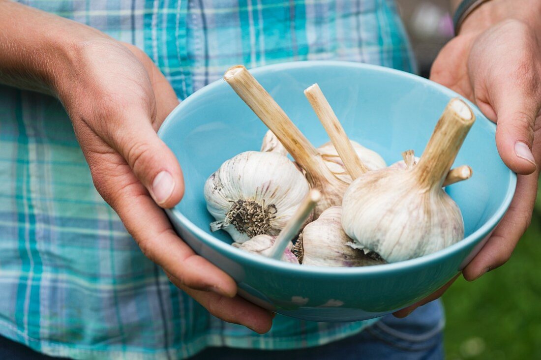 Mädchenhände halten eine blaue Schale mit selbst geerntetem Knoblauch