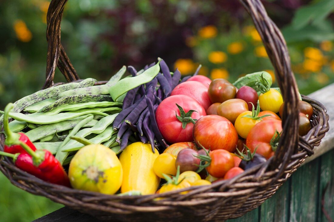 A large harvesting basket in a vegetable garden